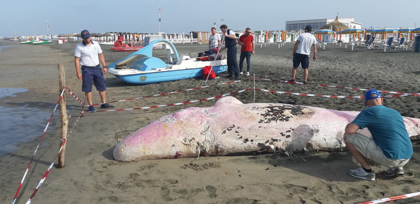 Cucciolo di capodoglio spiaggiato a Ostia